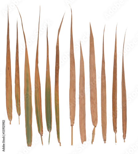 Corn (leaves) - High resolution isolated PNG