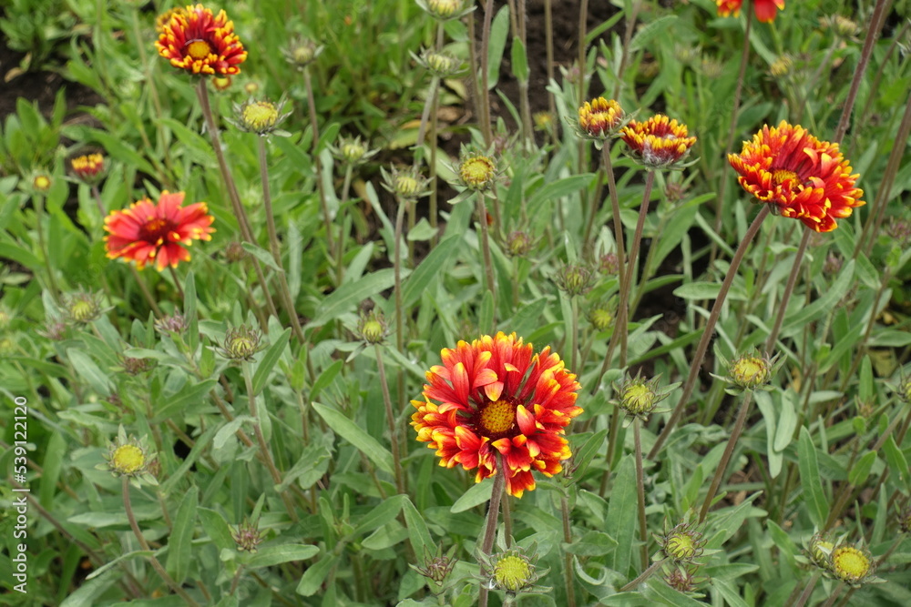 Buds and red and yellow double blanket flowers in May