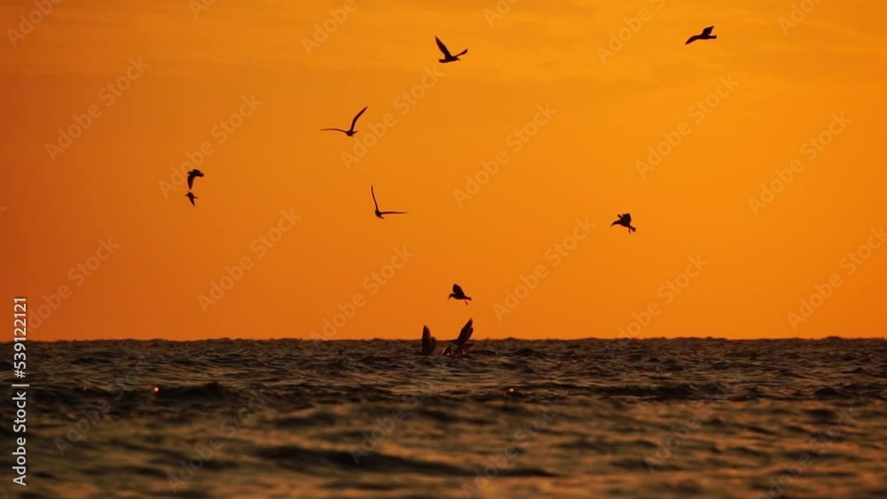 A flock of seagulls fly and fish in the sea. Warm sunset sky over the ocean, sun glare. Silhouettes of seagulls flying in slow motion away from the camera with the sea in the background at sunset.