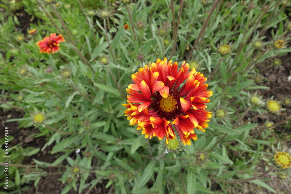 Closeup of red and yellow double blanket flower in May Closeup of red and yellow double blanket flower in May
