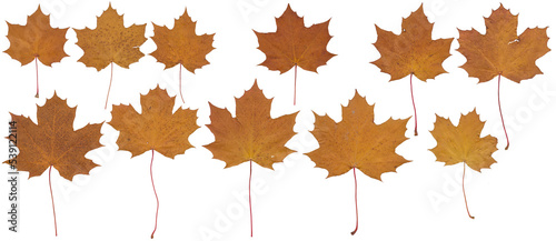 Maple leaves (Brown, autumn) - High resolution isolated PNG