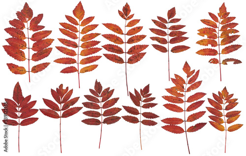 Rowan leaves (Brown, autumn) - High resolution isolated PNG