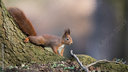 Red squirrel, sciurus vulgaris, climbing on tree in forest in autumn. Furry mammal walking on wood in fall nature. Orange fluffy animal moving in woodland.