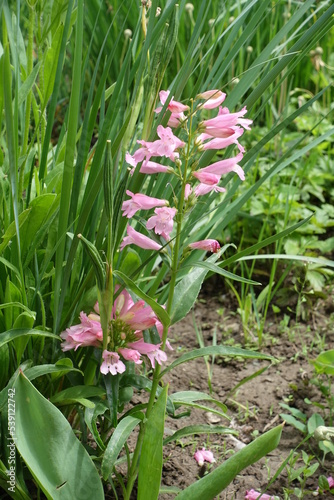 Pastel pink flowers of Penstemon in June photo