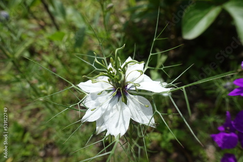 Closeup of white flower of Nigella damascena in June photo