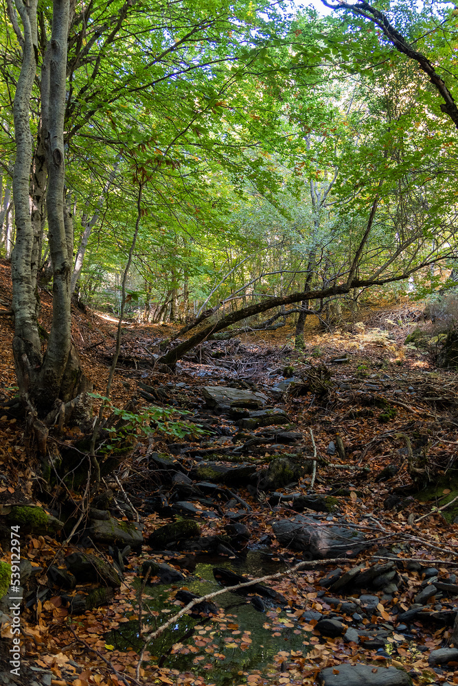 beech forest in the beech forest of la tejera negra, autumn colours beech forest in the beech forest of la tejera negra, autumn colours