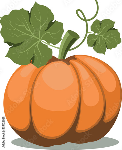 Pumpkin on a white background.Vector illustration.