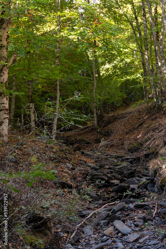 beech forest in the beech forest of la tejera negra, autumn colours