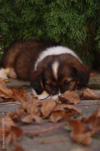 a small mixed breed dog plays with an autumn leaf in the yard