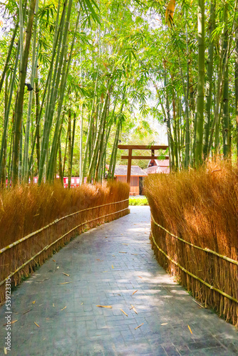 Fototapeta Naklejka Na Ścianę i Meble -  Bamboo branch in bamboo forest,Japanese garden.