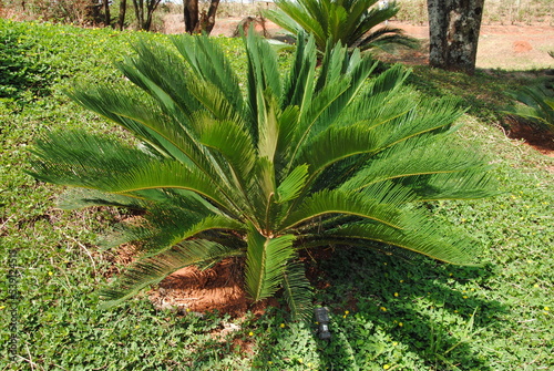  Feather-like rosette with shiny, dark green leaves of (Japanese ) sago palm or king sago or sago cycad (Cycas revoluta) photo