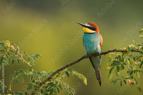 European bee-eater, merops apiaster, sitting on a rosehip branch with green blurred background and copy space. Colorful bird with turquoise, yellow and brown feathers resting on twig in summer.