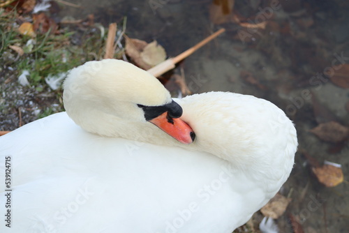 Fototapeta Naklejka Na Ścianę i Meble -  a picture of white swans on the lake