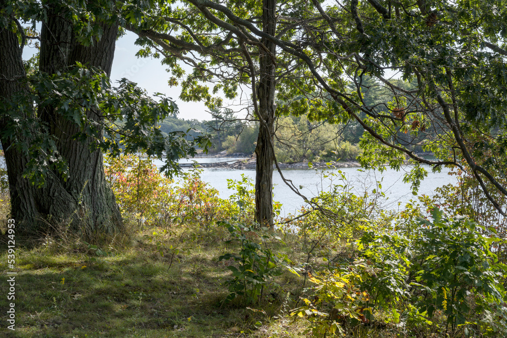Naklejka premium Forested shoreline on McDonald Island in the Thousand Islands region of Ontario