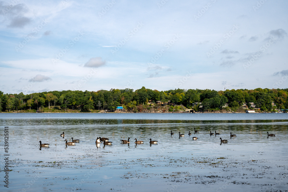 Group of Canada geese stopping over on the St. Lawrence River in the Thousand Islands region of Ontario Group of Canada geese stopping over on the St. Lawrence River in the Thousand Islands region of Ontario