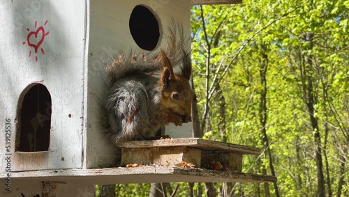 A cute and funny fluffy red squirrel eats a nut in the forest. Mammals in their natural habitat.