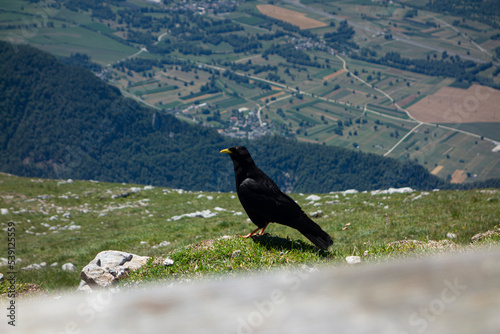 A crow on the grass high in the mountains