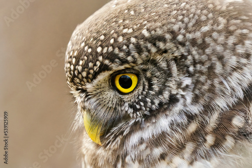 Eurasian pygmy owl (Glaucidium passerinum) closeup looking for food.