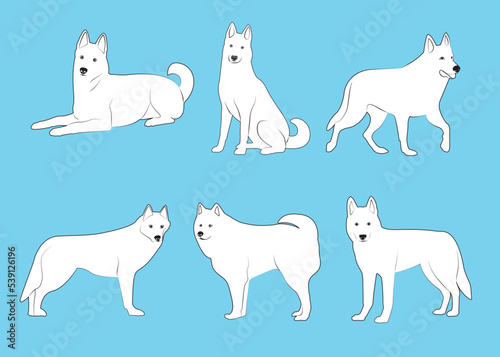 Collection of Siberian Husky in various poses, white and black purebred dog animal vector Illustration on a white background © SIRAPOB