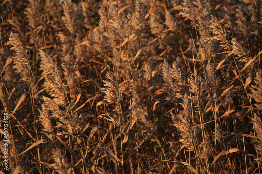 dry brown reed grass and natural golden hour sunset lights dry brown reed grass and natural golden hour sunset lights