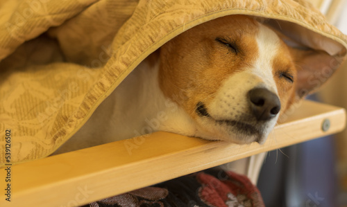 Canvas Print Mature  basnji dog  sweet sleeping  under  coverlet on homan chair