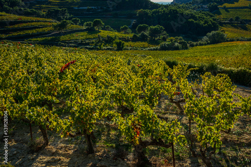 landscape of vineyards near the mont venteux and the dentelle de montmirail in early autumn, France ,Vaucluse ,provence .