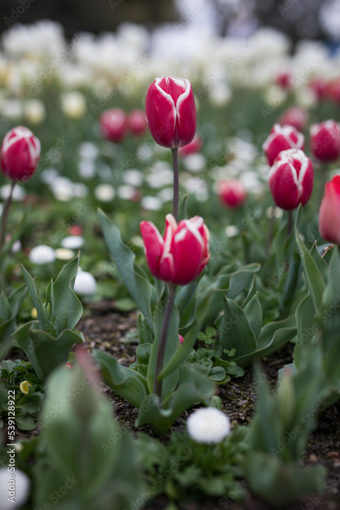 Obraz premium Tulips