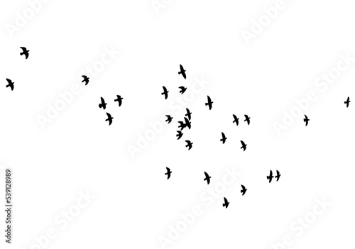 A flock of flying birds isolated on a white background. Overlay effect.