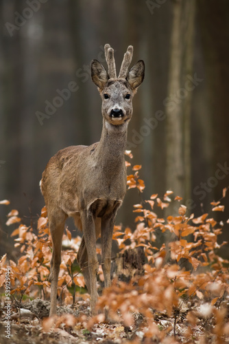 Roe deer, capreolus capreolus, looking to the camera in forest in vertical shot. Roebuck with velvet antlers standing in bush. Male mammal watching in woodland. © WildMedia