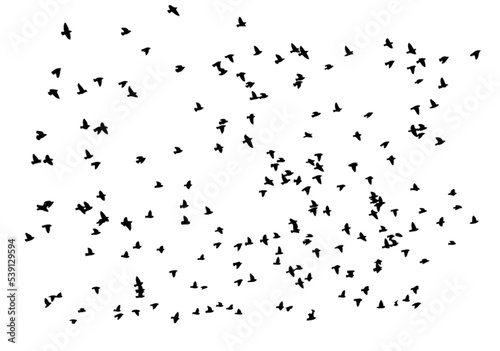 A large flock of flying birds isolated on a white background. Overlay effect. Silhouettes of birds