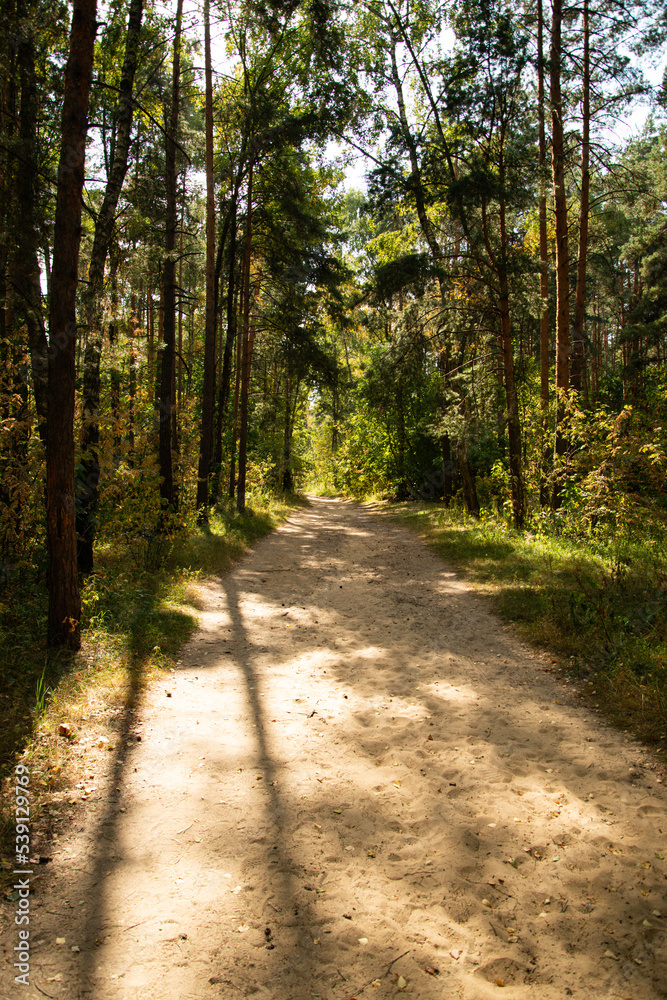 Autumn forest. Old trees along the path. Autumn forest. Old trees along the path.