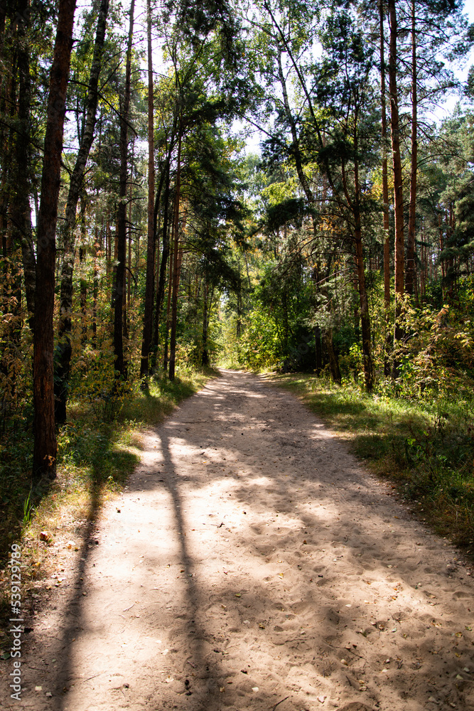 Autumn forest. Old trees along the path.