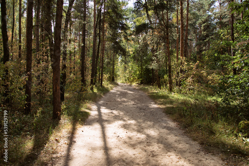 Autumn forest. Old trees along the path.