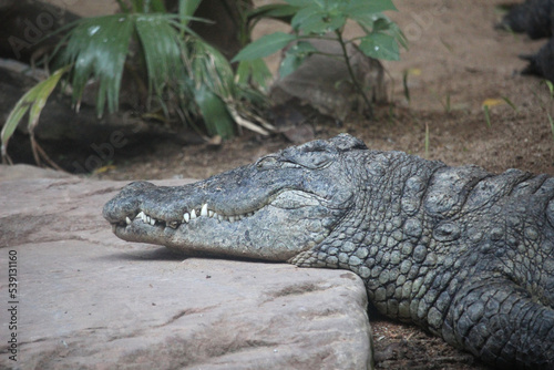 Crocodile sleeping peacefully close up