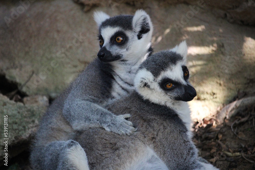Couple of lemurs of the species the ring-tailed lemur (Lemur catta)