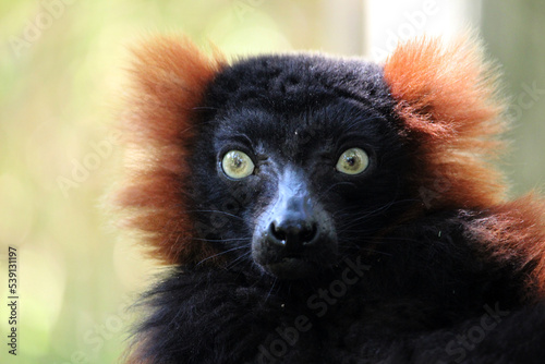 Portrait of the red ruffed lemur (Varecia rubra) photo
