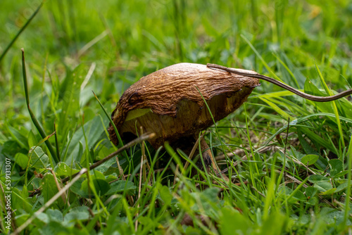 Mushroom in an English Garden Northumberland UK