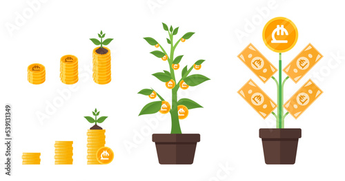 Georgian Lari Money Tree Growing