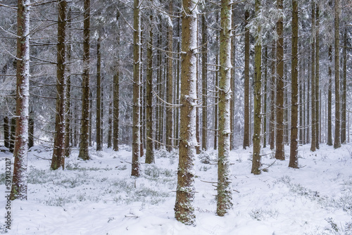 Snowy tree trunks in a coniferous forest