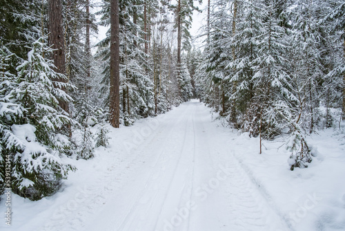 Snowy dirt road in a wintry forest landscape