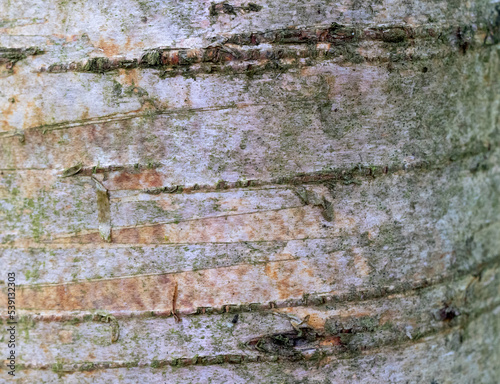 Tree Bark Texture From the British Countryside
