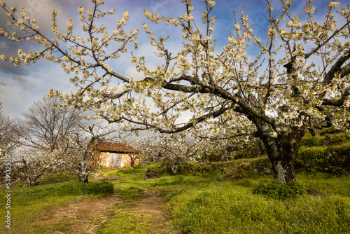 tree in spring