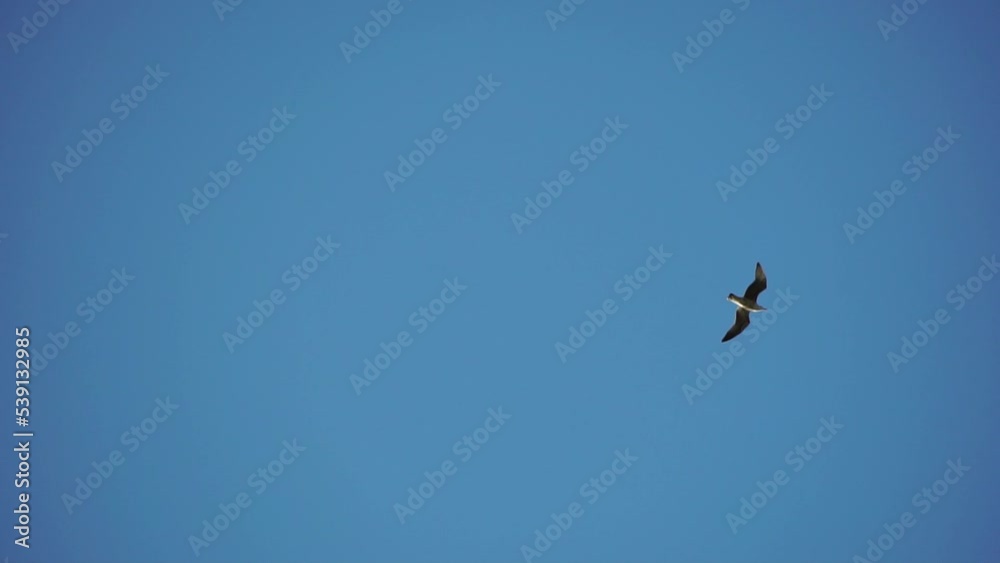 Seagulls are flying at sunset time above sea. Silhouette flying seagulls. Beautiful sunset with seagulls. Bird flying on blue sky in sunset, slow motion Seagulls are flying at sunset time above sea. Silhouette flying seagulls. Beautiful sunset with seagulls. Bird flying on blue sky in sunset, slow motion