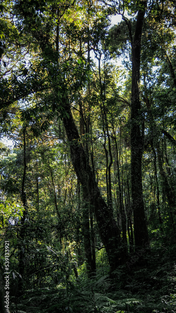 The nature of Doi Inthanon National Park in Thailand