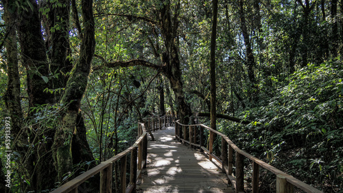 The nature of Doi Inthanon National Park in Thailand