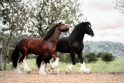 Shire Horse Playing