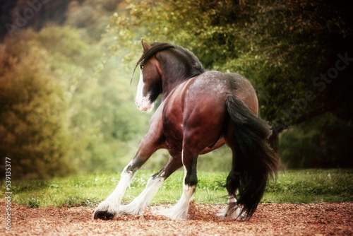 Shire Horse Playing photo
