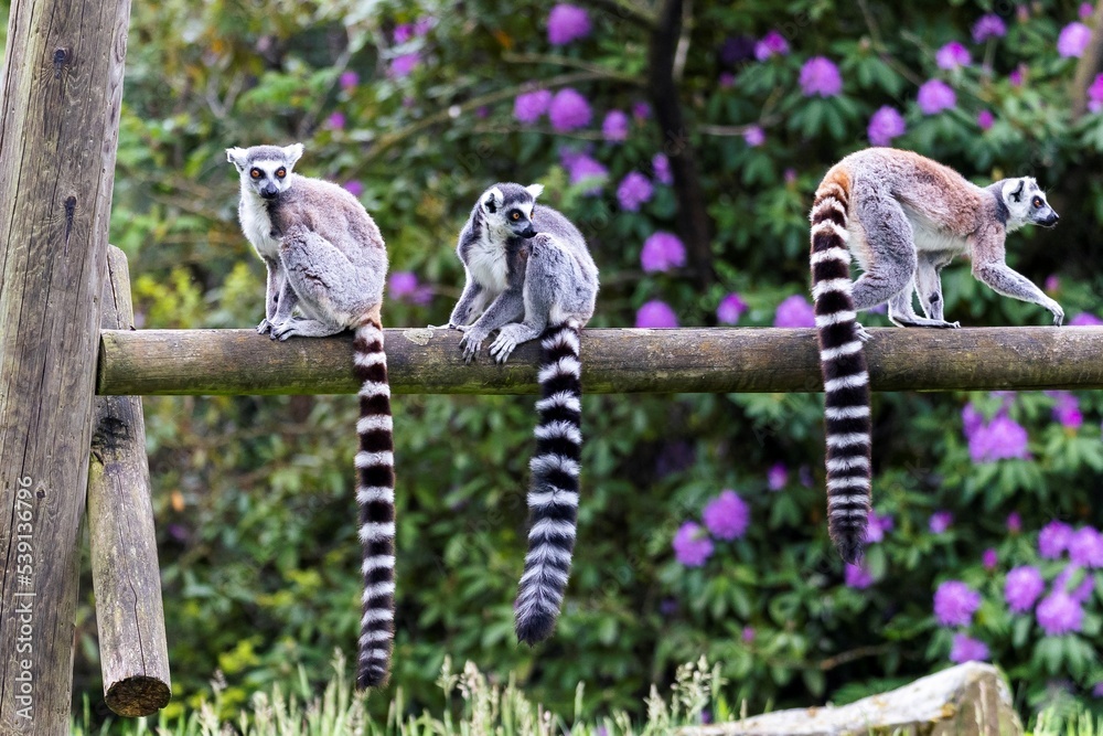 A portrait of 3 ring tailed lemurs sitting on a wooden beam in a zoo. the animals are looking around. the mammals are very cute. - obrazy, fototapety, plakaty 