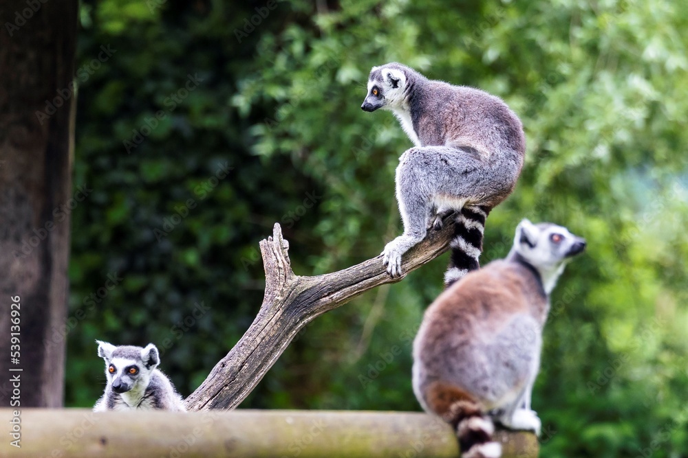 Obraz premium A cute portrait of a ring tailed lemur or maki sitting at the top of a branch in a zoo. The mammal has some other animals of its kind together with im in the frame.