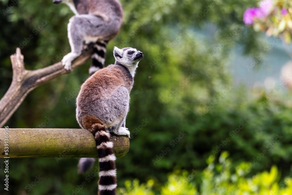 Obraz premium A portrait of a ring tailed lemur or maki sitting on a wooden beam. The herbivore mammal animal is staring up into the sky.
